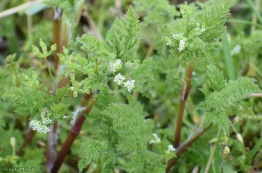 image for Bur Chervil