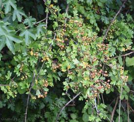 image for Common Hawthorn type 26