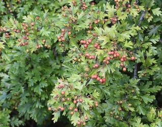 Common Hawthorn type 26