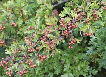 Common Hawthorn type 26