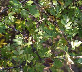 image for Common Hawthorn type 27