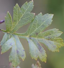Common Hawthorn type 27