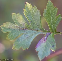 Common Hawthorn type 27
