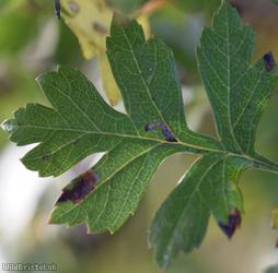 Common Hawthorn type 27