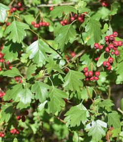 Common Hawthorn type 28