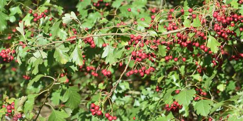 Common Hawthorn type 28
