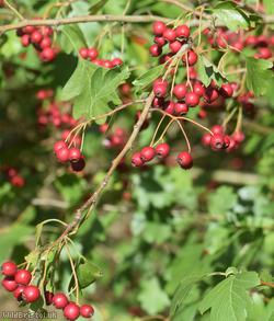 Common Hawthorn type 28