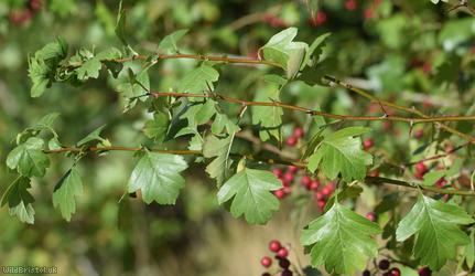 Common Hawthorn type 28