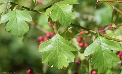Common Hawthorn type 28