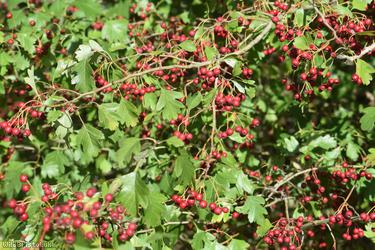 Common Hawthorn type 28