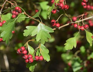 Common Hawthorn type 28