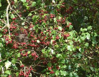 Common Hawthorn type 28