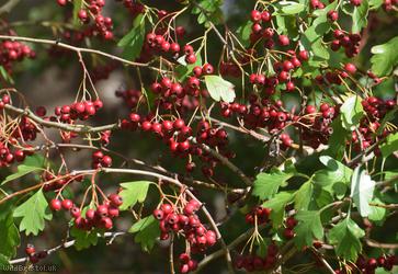 Common Hawthorn type 28