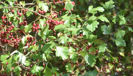 Common Hawthorn type 28