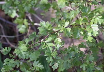 Common Hawthorn type 27