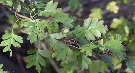Common Hawthorn type 27