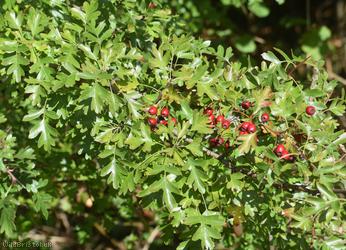 image for Common Hawthorn type 32