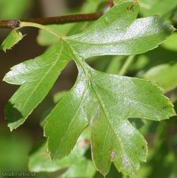 Common Hawthorn type 32