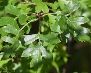 Common Hawthorn type 32