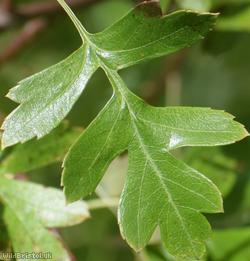 Common Hawthorn type 32