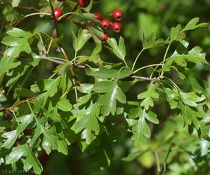 Common Hawthorn type 32