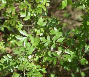 Common Hawthorn type 32