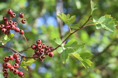 image for Common Hawthorn type 31
