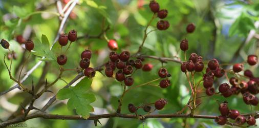 Common Hawthorn type 31