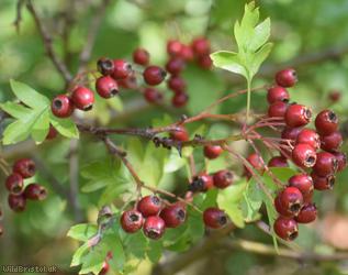 Common Hawthorn type 31