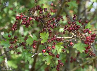 Common Hawthorn type 31