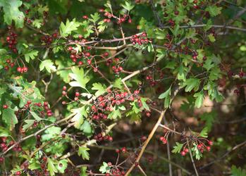 Common Hawthorn type 31