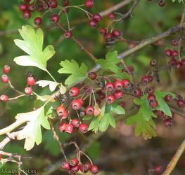 Common Hawthorn type 31