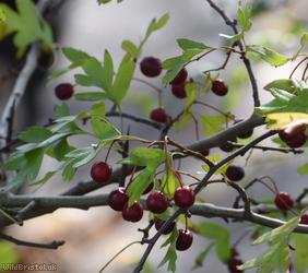 image for Common Hawthorn type 30