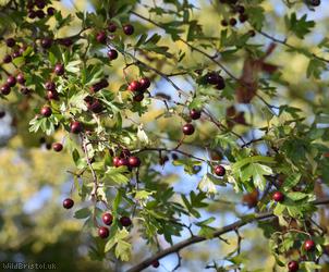 Common Hawthorn type 30