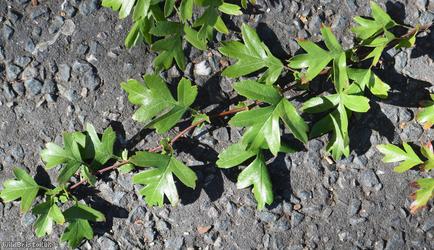 Common Hawthorn type 30