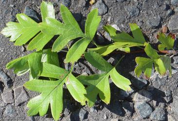 Common Hawthorn type 30