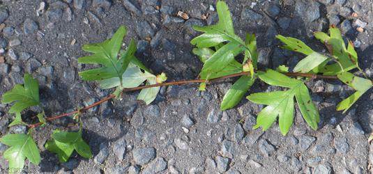 Common Hawthorn type 30