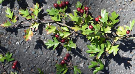 Common Hawthorn type 30