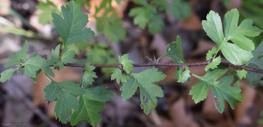 image for Common Hawthorn type 29