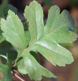 Common Hawthorn type 29