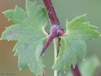 Common Hawthorn type 29