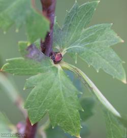 Common Hawthorn type 29