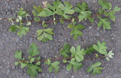 Common Hawthorn type 29