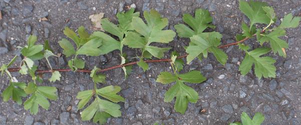 Common Hawthorn type 29