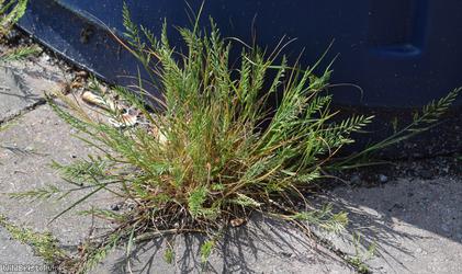 Fern-grass