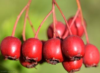 image for Common Hawthorn type 15