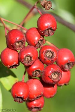 Common Hawthorn type 15