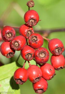 Common Hawthorn type 15