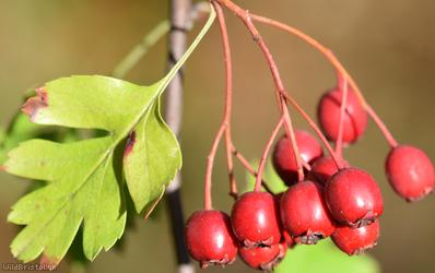 Common Hawthorn type 15