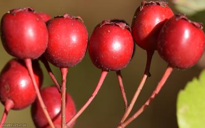 Common Hawthorn type 15